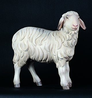 Standing Sheep