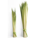 24" - 36" Palm Strips (100/Bundle) - 2436