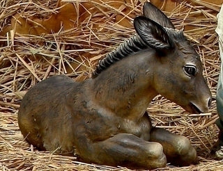 Donkey (Color) - 37520