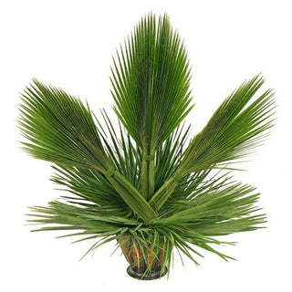 Palm Arrangement 6