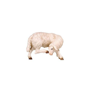 Sheep (Scratching) - 801266