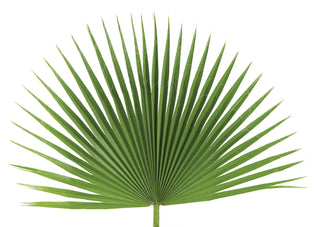 Fan Palms (4/Bag)